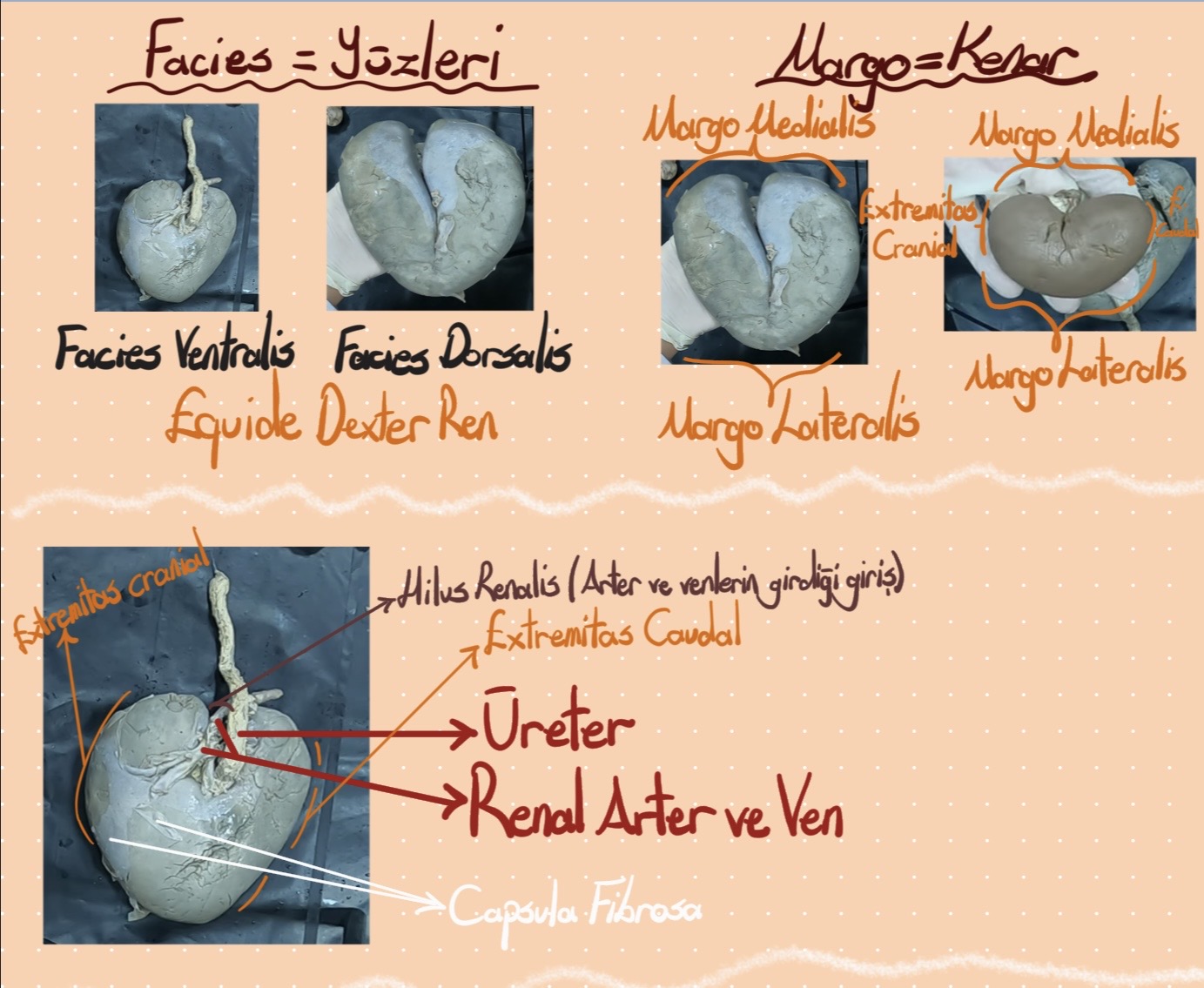 Sistemler Anatomisi                                                                                                                                                                                                                                       